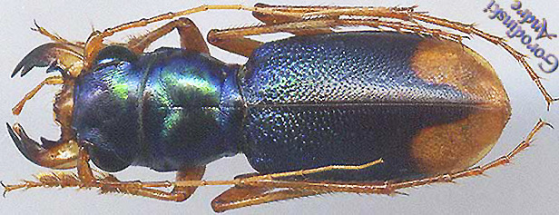 http://www.gorodinski.ru/cicindela/Megacehpala euphratica armeniaca.jpg